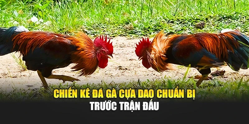 Chiến kê đá gà cựa dao chuẩn bị trước trận đấu