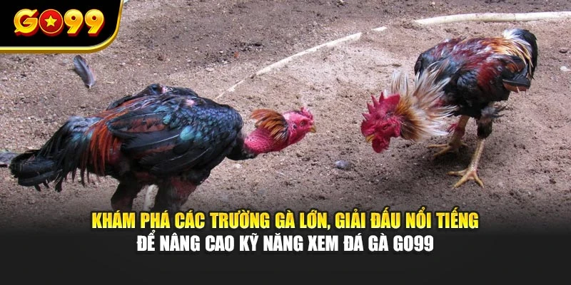 Khám phá các trường gà lớn, giải đấu nổi tiếng để nâng cao kỹ năng xem đá gà GO99