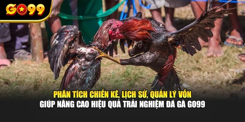 Phân tích chiến kê, lịch sử, quản lý vốn giúp nâng cao hiệu quả trải nghiệm đá gà GO99