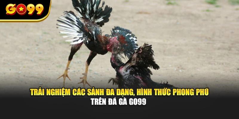 Trải nghiệm các sảnh đa dạng, hình thức phong phú trên đá gà GO99